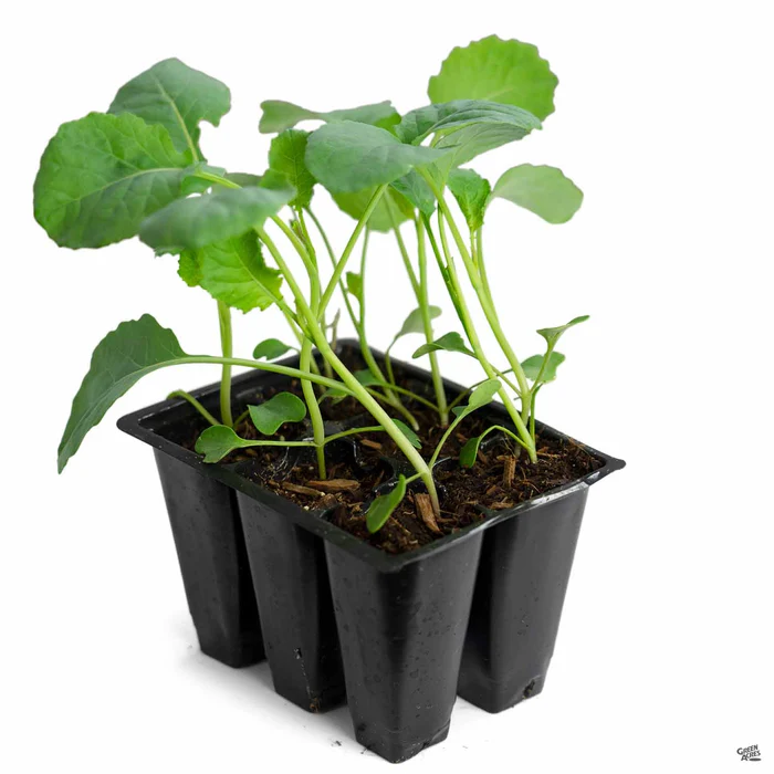 2591-broccoli-romanesco-2.webp Broccoli ‘Romanesco’