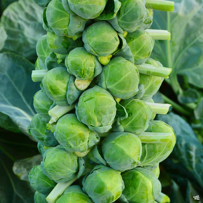 2592-brussels-sprouts-1.webp Brussels Sprouts