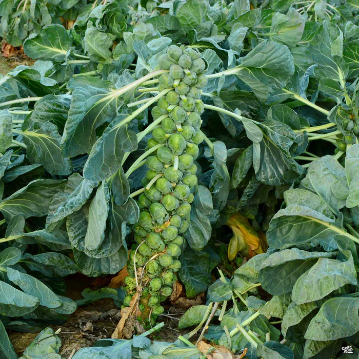 Brussels Sprouts
