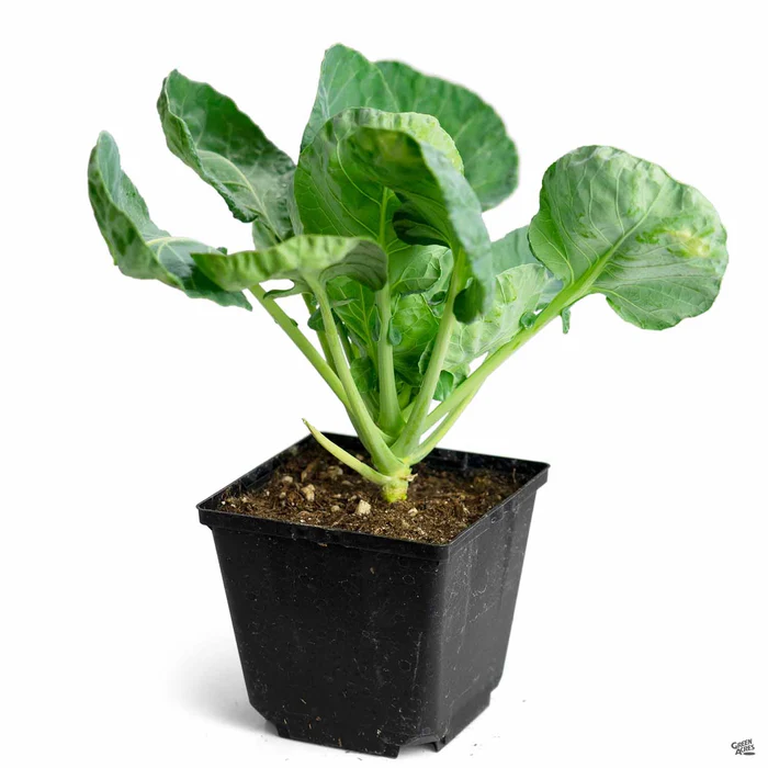 Brussels Sprouts