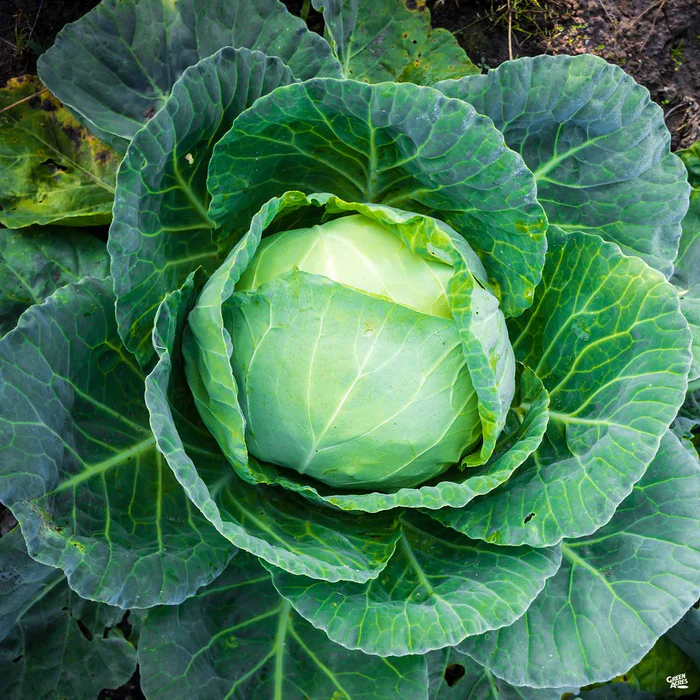 Cabbage ‘Copenhagen’