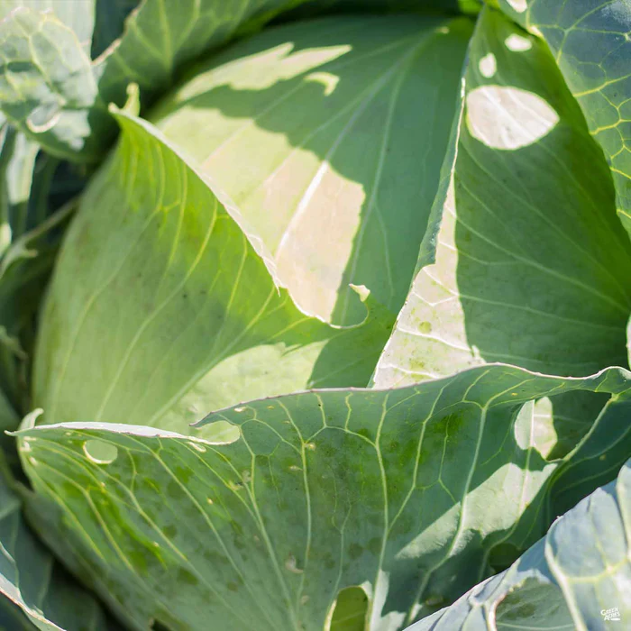Cabbage ‘Copenhagen’