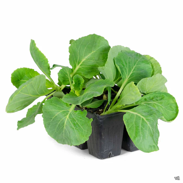 Cabbage ‘Copenhagen’