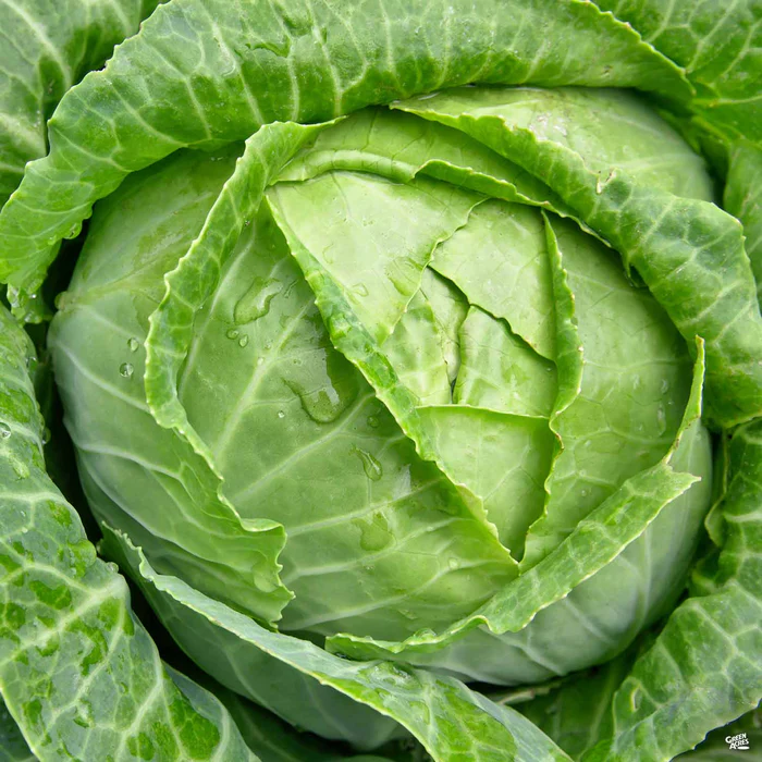 2599-cabbage-flat-dutch-1.webp Cabbage ‘Flat Dutch’