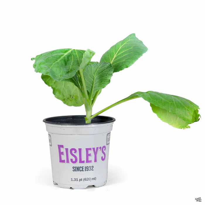 Cabbage ‘Flat Dutch’