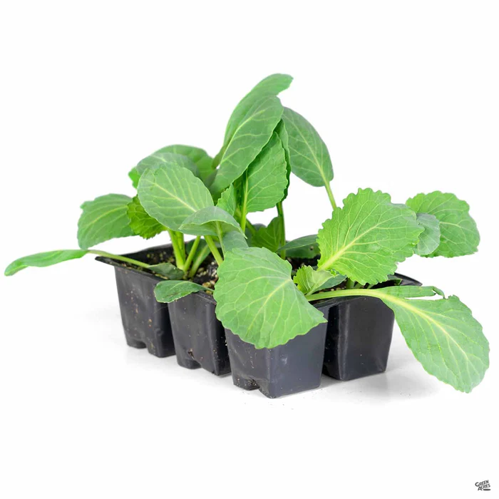 Cabbage ‘Flat Dutch’