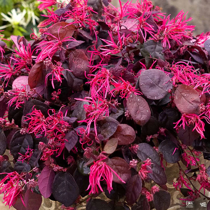 Fringe Flower Jazz Hands Bold