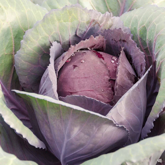 2602-cabbage-red-1.webp Cabbage ‘Red’