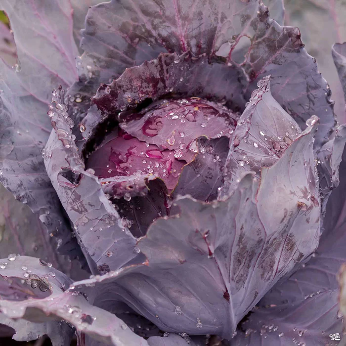 2602-cabbage-red-2.webp Cabbage ‘Red’