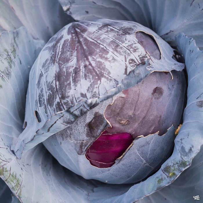 2602-cabbage-red-3.webp Cabbage ‘Red’