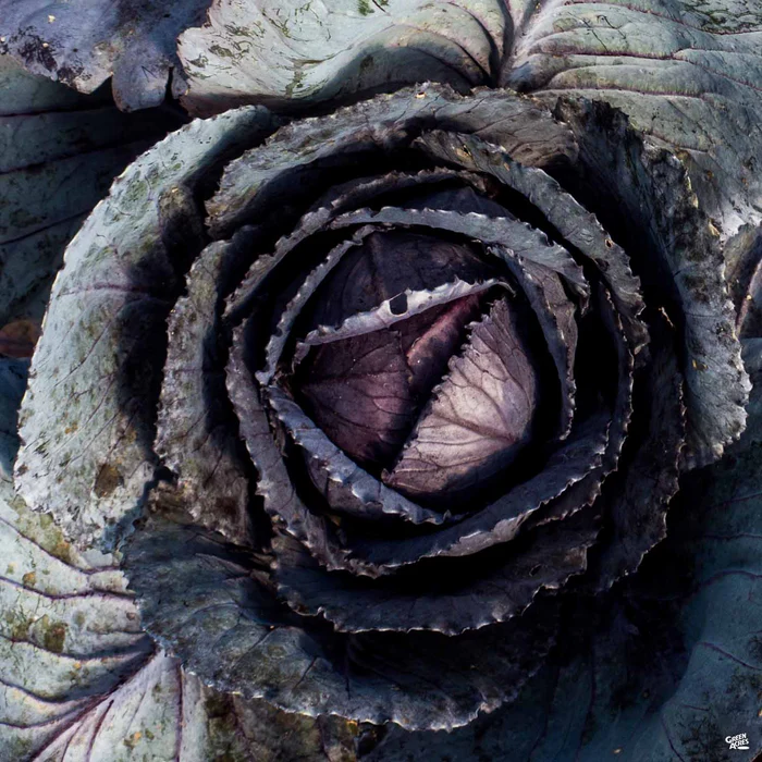 2602-cabbage-red-4.webp Cabbage ‘Red’