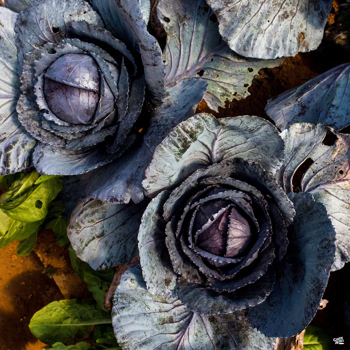 2602-cabbage-red-5.webp Cabbage ‘Red’