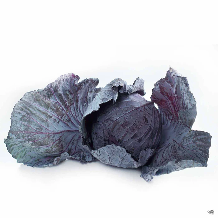 2602-cabbage-red-6.webp Cabbage ‘Red’