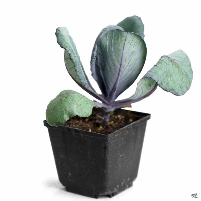 2602-cabbage-red-7.webp Cabbage ‘Red’