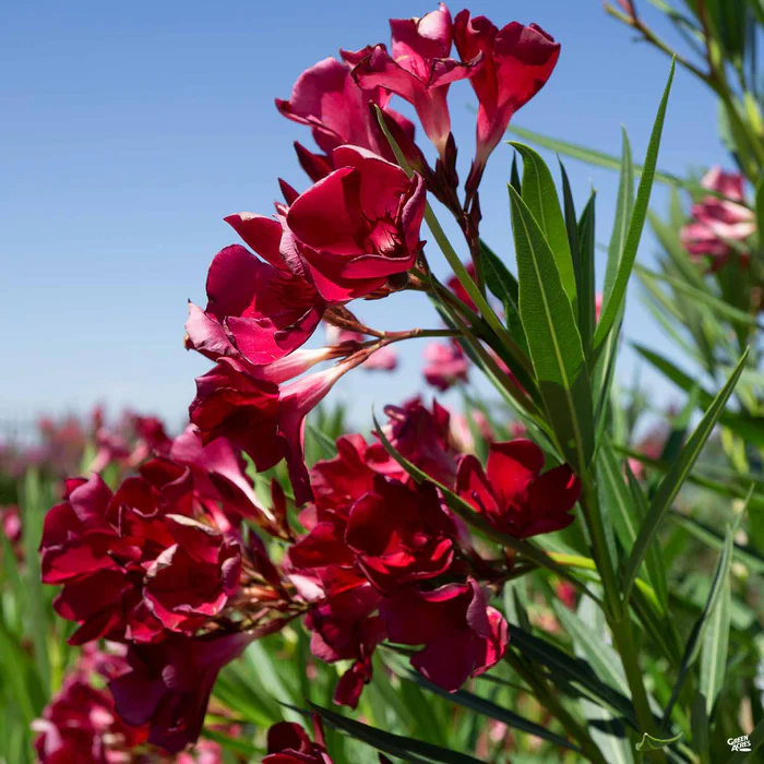 Oleander 'Red'