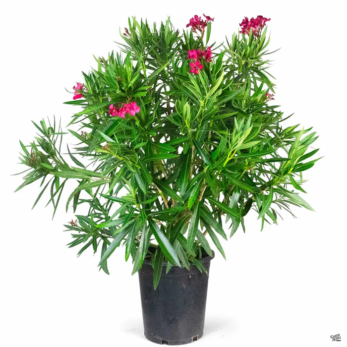 Oleander 'Red'