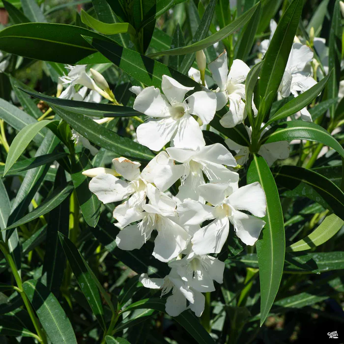 Oleander 'White'