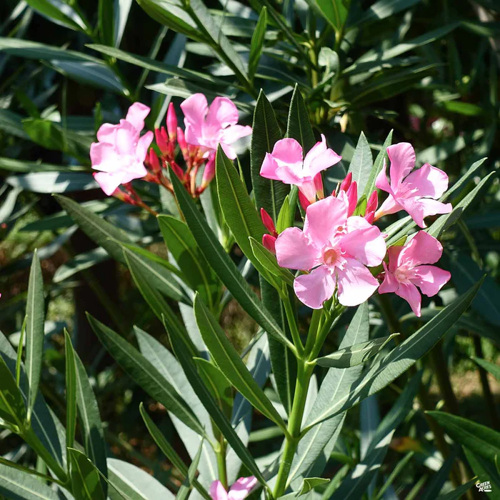 Oleander 'Pink'