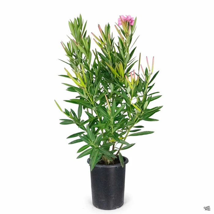 Oleander 'Pink'