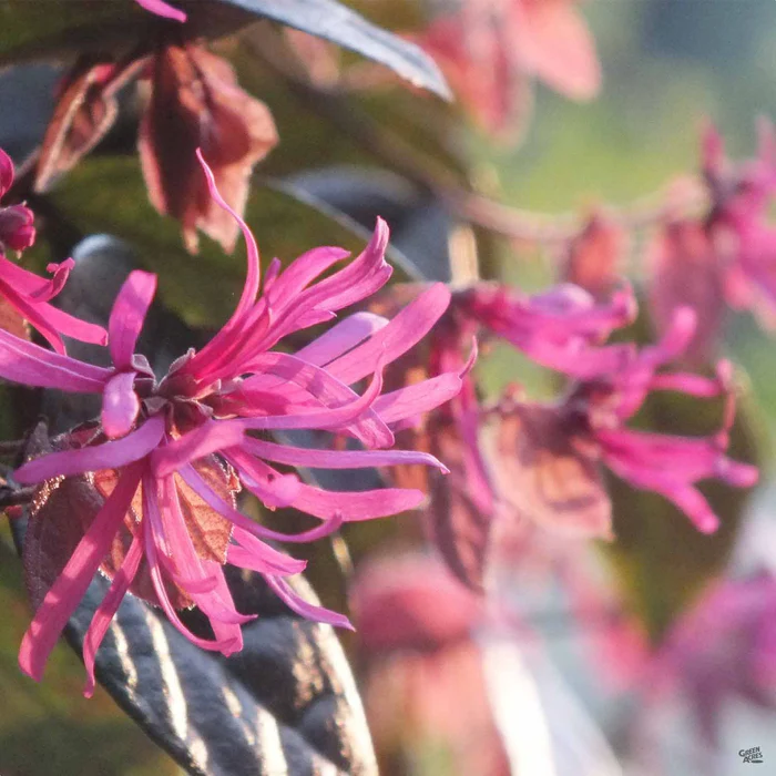 261-fringe-flower-rubrum-1.webp Fringe Flower 'Rubrum'