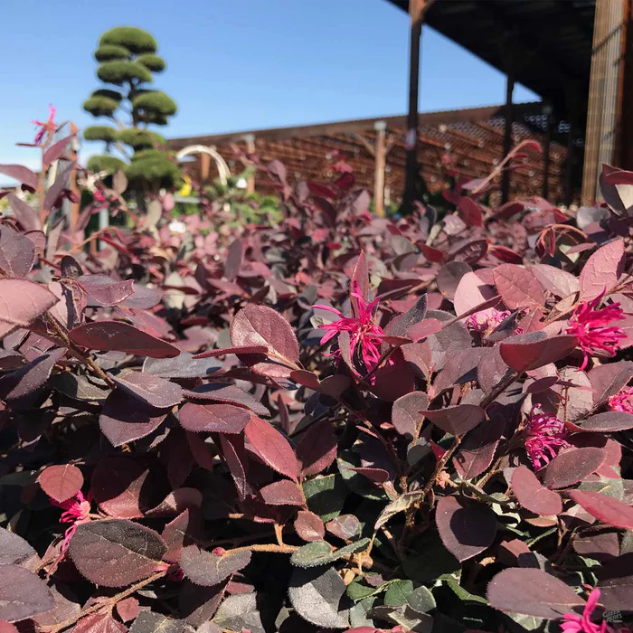 261-fringe-flower-rubrum-2.webp Fringe Flower 'Rubrum'