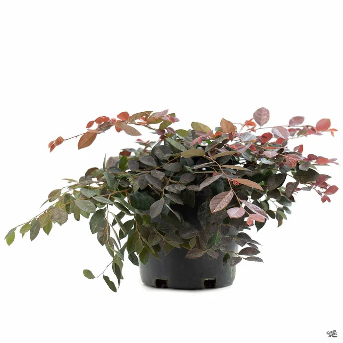 261-fringe-flower-rubrum-3.webp Fringe Flower 'Rubrum'