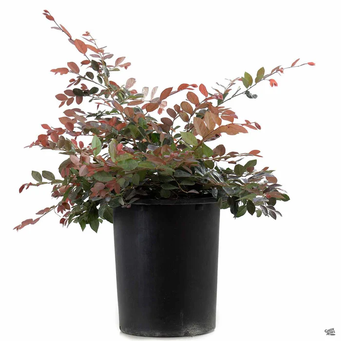 261-fringe-flower-rubrum-5.webp Fringe Flower 'Rubrum'