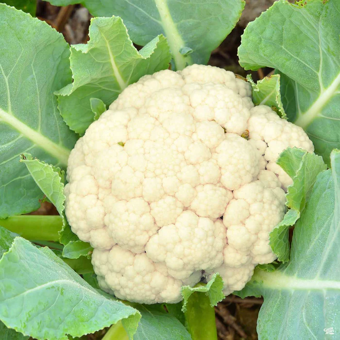 Cauliflower ‘Snowball’