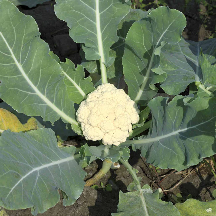 Cauliflower ‘Snowball’