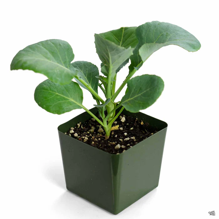 Cauliflower ‘Snowball’