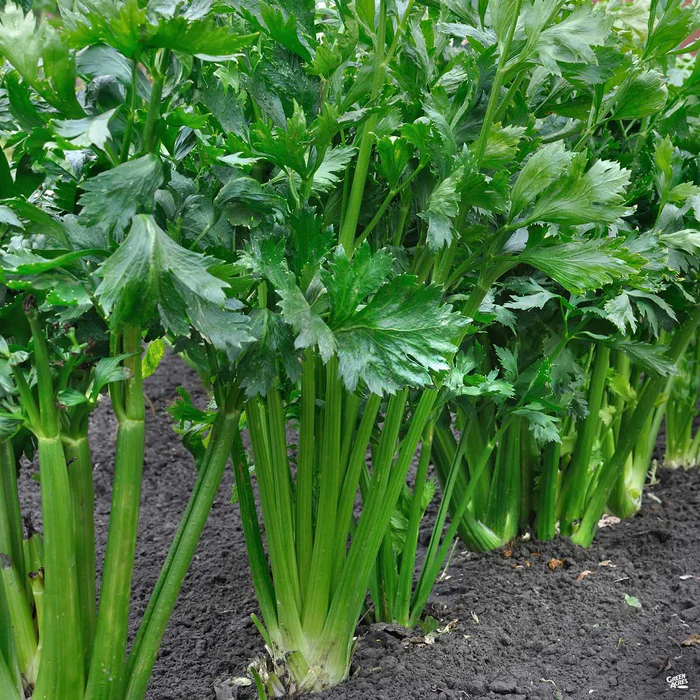 2615-celery-1.webp Celery