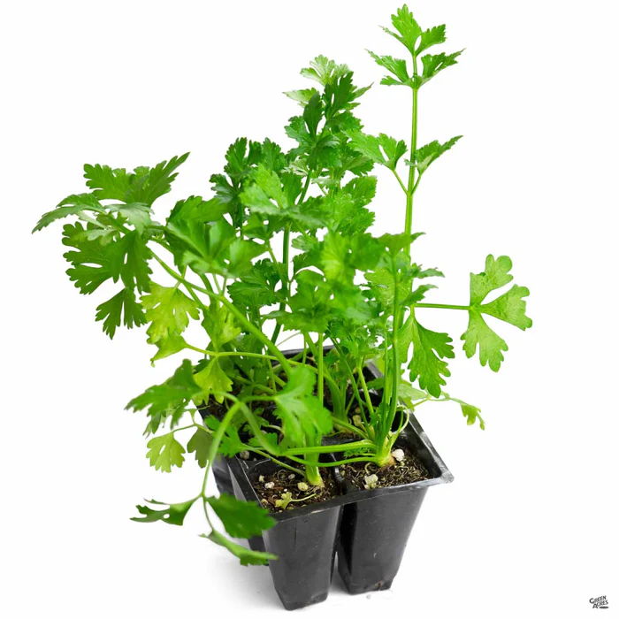 2615-celery-2.webp Celery