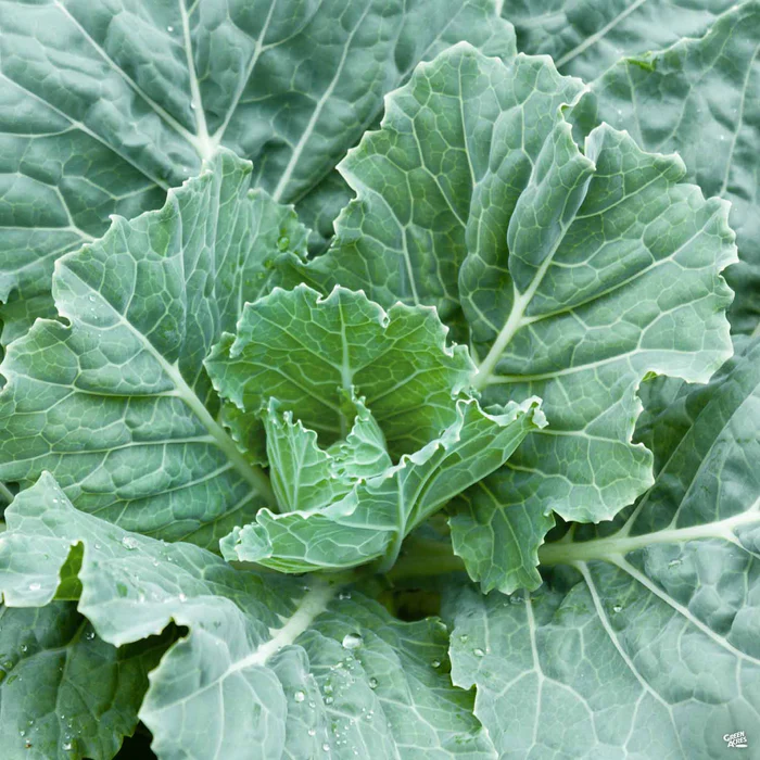 2616-collard-greens-1.webp Collard Greens
