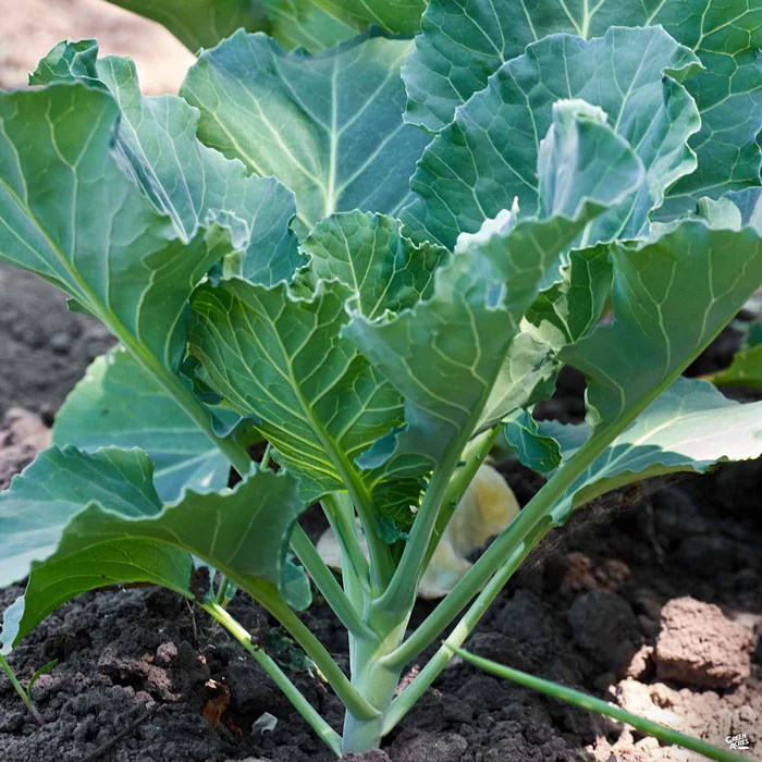 2616-collard-greens-2.webp Collard Greens