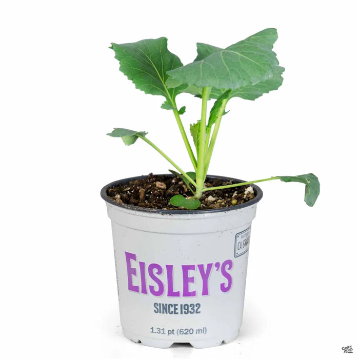 2616-collard-greens-4.webp Collard Greens