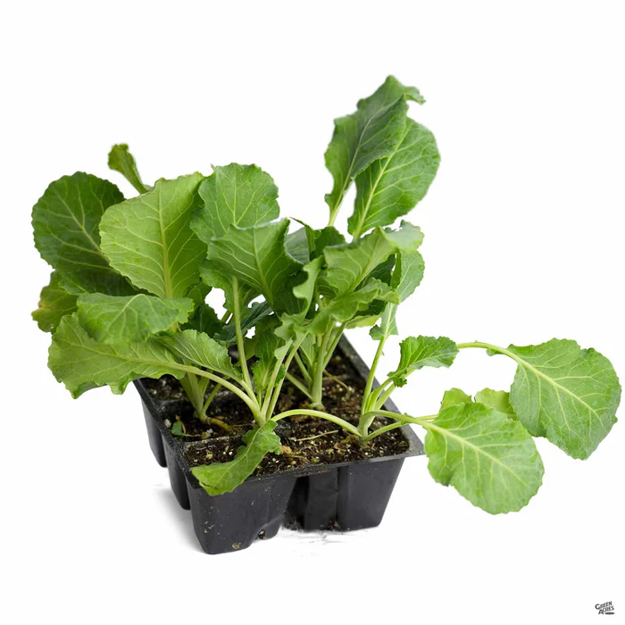 2616-collard-greens-5.webp Collard Greens
