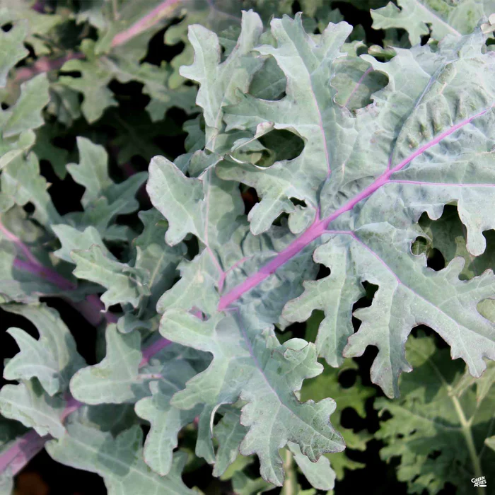 2619-kale-red-russian-1.webp Kale 'Red Russian'