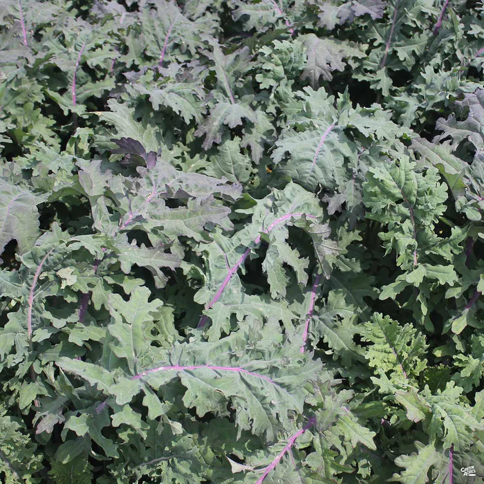 2619-kale-red-russian-2.webp Kale 'Red Russian'