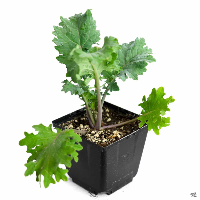 2619-kale-red-russian-3.webp Kale 'Red Russian'