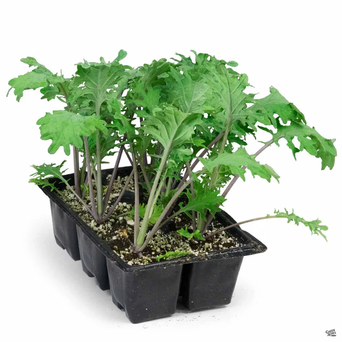 2619-kale-red-russian-4.webp Kale 'Red Russian'