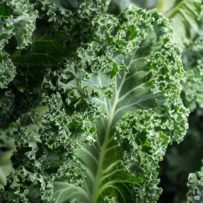 2623-kale-blue-knight-1.webp Kale 'Blue Knight'