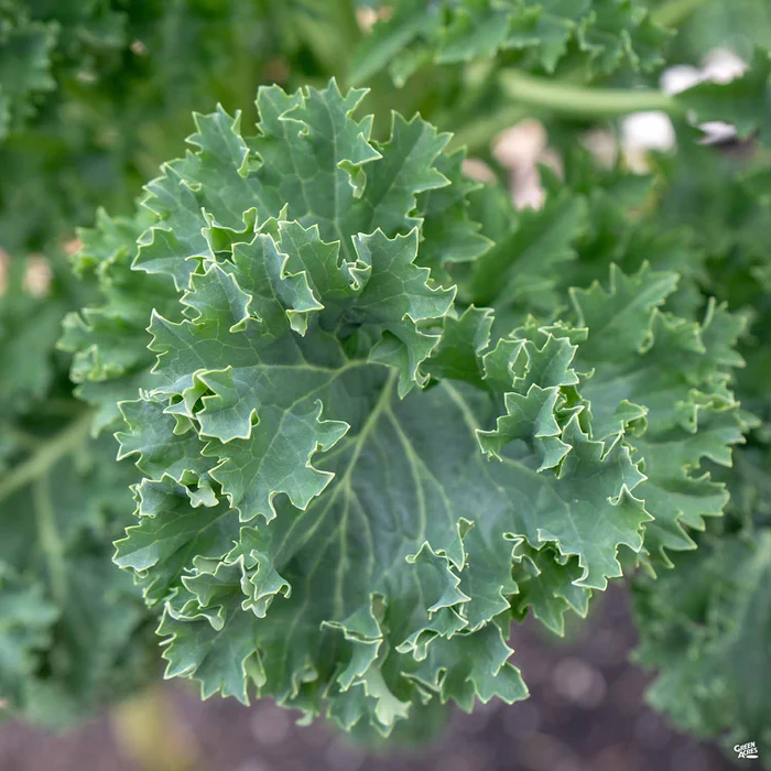2623-kale-blue-knight-2.webp Kale 'Blue Knight'