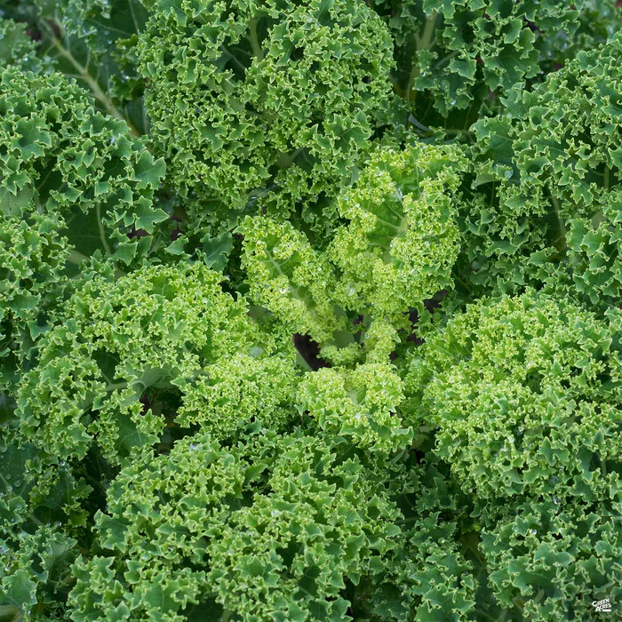 2623-kale-blue-knight-3.webp Kale 'Blue Knight'