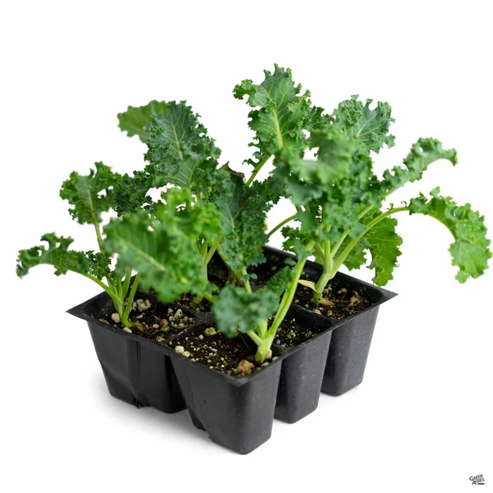 2623-kale-blue-knight-5.webp Kale 'Blue Knight'