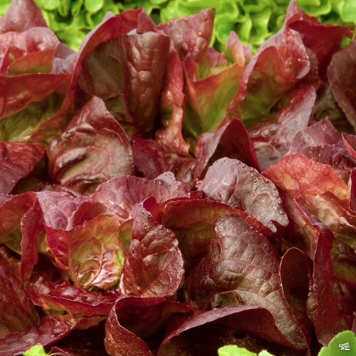 2626-lettuce-red-romaine-1.webp Lettuce 'Red Romaine'