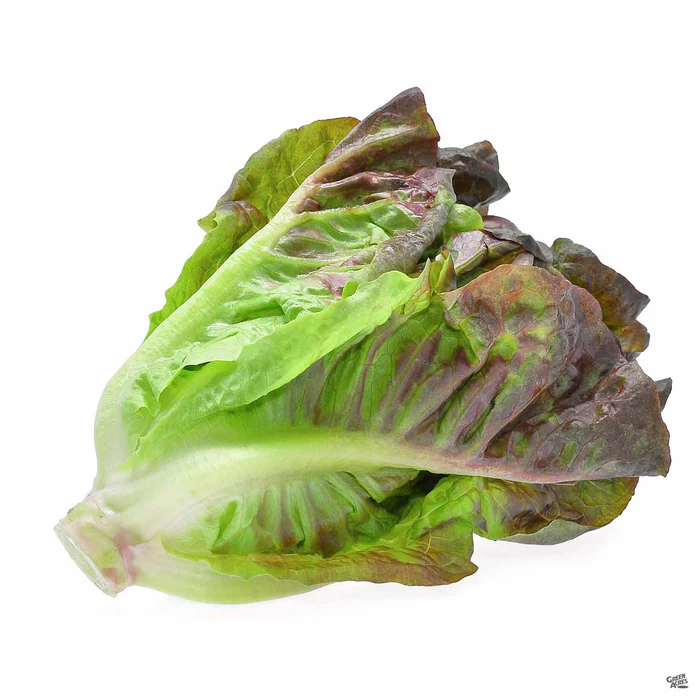 2626-lettuce-red-romaine-2.webp Lettuce 'Red Romaine'