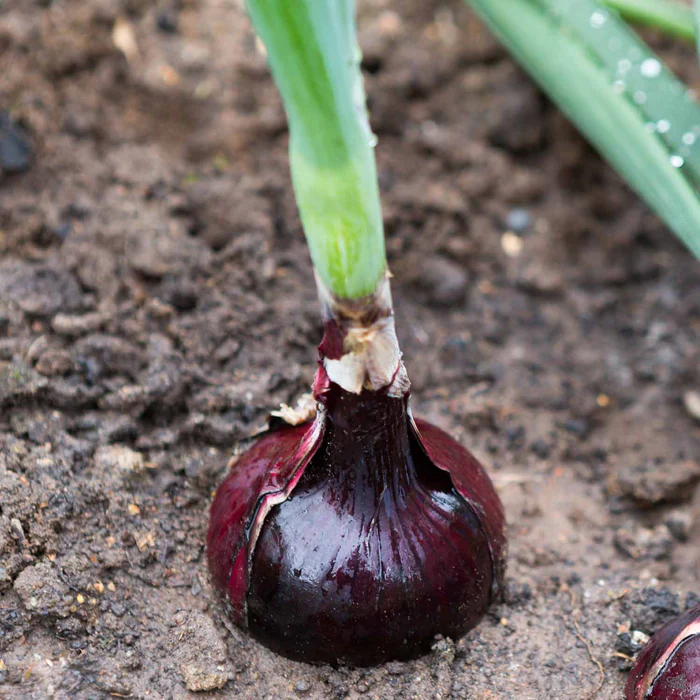 2630-onion-red-1.webp Onion 'Red'