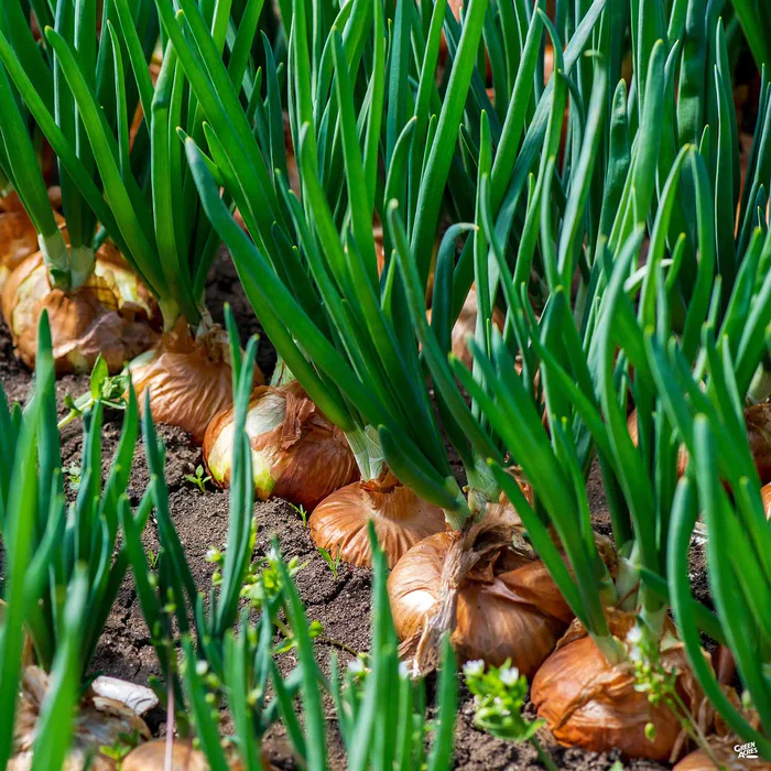 Yellow Onion 'Sweet Spanish'