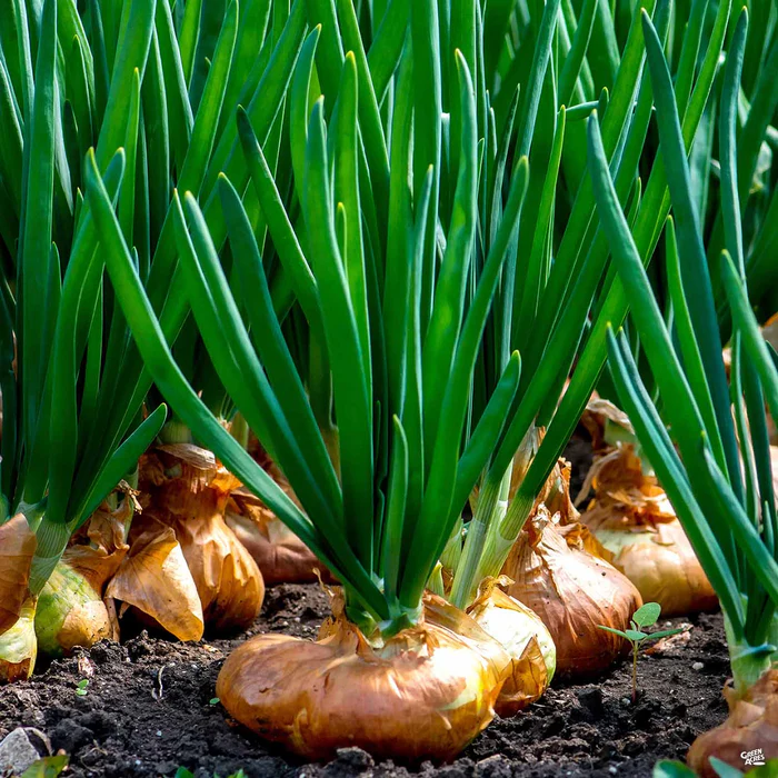 Yellow Onion 'Sweet Spanish'