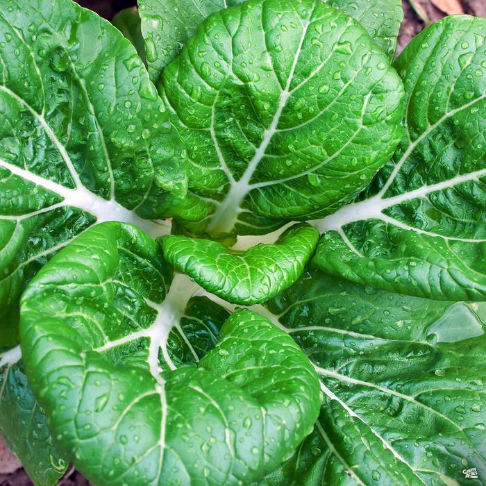 2636-bok-pak-choi-1.webp Bok/Pak Choi